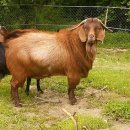 종부농장 이미지