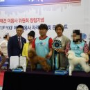 바닐라애견미용학원 이미지