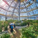 장미정원 | 밀크 팩토리 레스토랑 함박스테이크, 기념품, 우유, 빵, 아이스크림, 장미 정원 이용 후기 및 주차정보