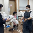 쿨펫애견미용학원 - 제주시 서사로 28 | 쿨펫애견미용학원