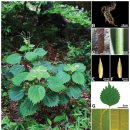 왜모시풀 Boehmeria japonica (L. f.) Miq. 이미지