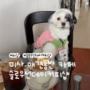 셀렉토커피미사강변점 | [하남] 강아지 동반 가능 미사 카페 슬로우선데이커피샵 | 디저트 맛있는 곳 | 반려동물 동반 🐶