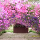 도고 세계꽃식물원에서 이미지