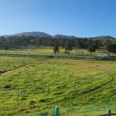 제주의 제주마 이미지