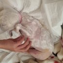 조규만외과동물병원 | [조규만외과동물병원] 슬개골탈구 + 십자인대 TPLO 수술후기 (주의사항 , 준비물)