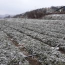 오번리 농장 이미지