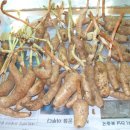 천마 Daum카페