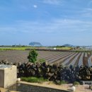 종달차경(메리골드) 이미지