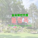 블링독 | 남양주 숲속 애견카페 블링독793 솔직한 후기