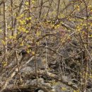 함지박속흑돼지 이미지