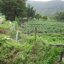 덕산면042 Daum카페