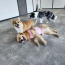 개만세 유치원(대형견) 이미지