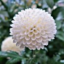 고양호수공원 꽃 축제 이미지