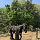 흑진주목장 이미지