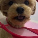 행복튼튼동물병원 이미지