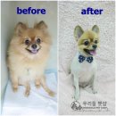 우리들펫샵
