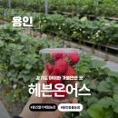 형농장 | 경기도 아이와 가볼만한 곳 용인 딸기체험농장 헤븐온어스 체험농장