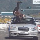 무단횡단