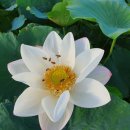 백연농장 이미지