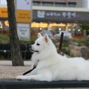 바보형제쭈꾸미 이미지
