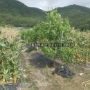 구산면600 이미지