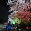 서울의 벚꽃명소 이미지