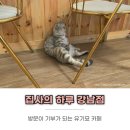 강남 고양이 카페 집사의 하루 후기