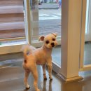 제이앤제이애견 이미지