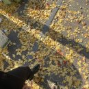 초이스컴퍼니 | 아이린웨딩 | 대전 라포르테 웨딩홀, 시작바이이명순, 드레스 최종 셀렉 후기