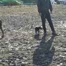 도그베이 이미지