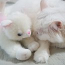 유기인형 이미지