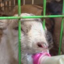 솔잎목장 이미지