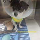 24시 쓰담쓰담 동물메디컬 센터 | 🐶 우리집 막내 로페의 진드기 이슈 총정리
