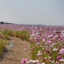 코스모스미용실 이미지