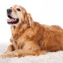 대한리트리버 이미지