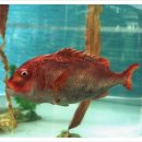 황금고래PC 이미지