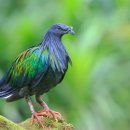 Nicobar pigeon 이미지