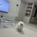 메리펫샵 이미지