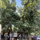 시장남길4 | 인생샷 남길 수 있는 치앙마이 주말 마켓 솔직 후기ㅣ참차마켓-코코넛마켓