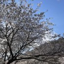 진해 장복산 벚꽃놀이 드라이브/개나리 동백 벚꽃 한번에 구경하기