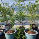 진신농장 이미지