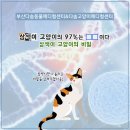 다솜(Dasom)치과기공소 | 메디컬센터/부산고양이친화인증병원/다솜동물메디컬센터/부산고양이중성화/부산고양이치과/다솜동물병원