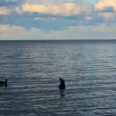 메기의 추억 이미지