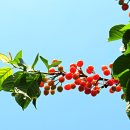 싱싱과일 이미지