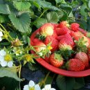 대룡농장 이미지