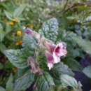 심호당한의원 이미지