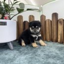 앙쥬펫 강아지분양 은평구점 | 은평구애견샵 앙쥬펫 강아지 은평구점 건강한 아이 만난 후기!