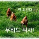 닭의푸념.. 이미지