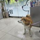 동물의왕국동물병원 이미지