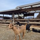 승용목장 | 춘천여행 아이랑 해피초원목장